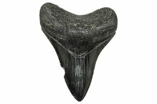 Serrated, Fossil Megalodon Tooth - South Carolina #328618