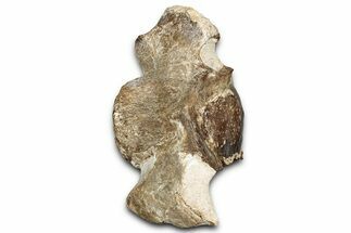 Fossil Plesiosaur (Thililua?) Cervical Vertebra - Asfla, Morocco #328642