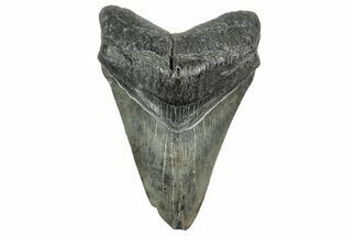 Serrated, Fossil Megalodon Tooth - South Carolina #328754