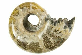 Polished, Chambered Ammonite (Argonauticeras) Fossil -Madagascar #327776