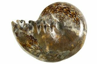 Polished Ammonite (Phylloceras) Fossil - Madagascar #327784
