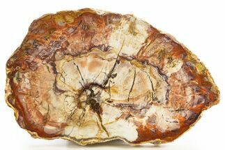 Beautiful, Petrified Wood (Araucaria) Slab - Madagascar #327314