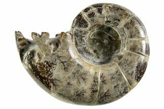 Polished, Chambered Ammonite (Argonauticeras) Fossil - Madagascar #327339
