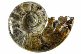 Polished, Chambered Ammonite (Argonauticeras) Fossil - Madagascar #327351