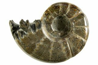 Polished, Chambered Ammonite (Argonauticeras) Fossil - Madagascar #327368
