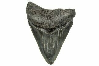 Serrated, Juvenile Megalodon Tooth - South Carolina #328722