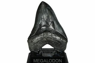 Fossil Shark Teeth For Sale