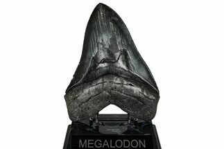 Serrated, Fossil Megalodon Tooth - South Carolina #328979