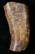 Large Partial Tyrannosaur Tooth - Montana #17627
