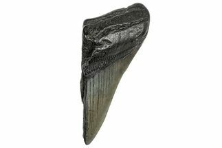 Partial Fossil Megalodon Tooth - South Carolina #328991