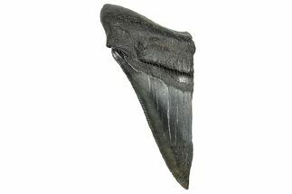 Partial Fossil Megalodon Tooth - Serrated Blade #328993