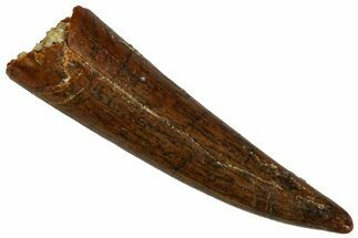 Fossil Fish Fang (Aidachar) - Kem Kem Beds, Morocco #329062