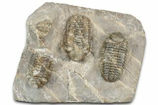Three Colorful Phacopid (Austerops) Trilobites - Jorf Morocco #329072