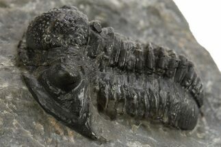 Bargain, Detailed Proetid (Gerastos) Trilobite Fossil - Morocco #325837