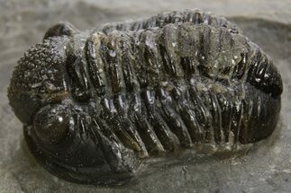 Detailed Proetid (Gerastos) Trilobite Fossil - Morocco #325844