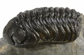 Bargain, Austerops Trilobite - Ofaten, Morocco #325989