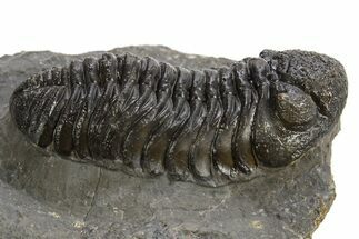 Detailed Morocops Trilobite - Morocco #325994