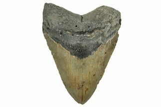 Fossil Megalodon Tooth - North Carolina #328833