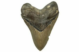 Serrated, Fossil Megalodon Tooth - North Carolina #328843