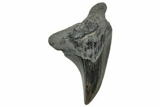 Rare, Fossil Shark (Parotodus) Tooth - South Carolina #329077