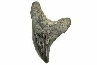 Rare, Fossil Shark (Parotodus) Tooth - South Carolina #329080