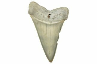 Fossil Broad-Toothed Mako Tooth - South Carolina #329082