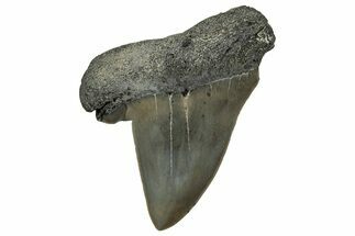 Pathological Broad-Toothed Mako Tooth - South Carolina #329085