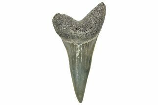 Fossil Broad-Toothed Mako Tooth - South Carolina #329086