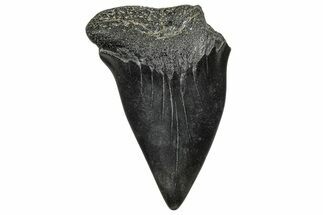 Large, Fossil Broad-Toothed Mako Tooth - South Carolina #329097