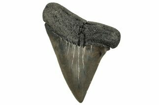 Fossil Broad-Toothed Mako Tooth - South Carolina #329098