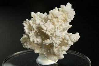 Intricate, Fluorescent Aragonite Formation - Nevada #327497