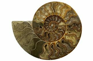 Cut & Polished Ammonite Fossil (Half) - Madagascar #317858