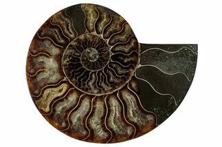 Cut & Polished Ammonite Fossil (Half) - Madagascar #329152