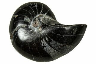 Polished Fossil Nautilus (Cymatoceras) - Unusual Black Color! #329200