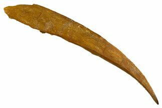 Fossil Shark (Hybodus) Dorsal Spine - Kem Kem Beds, Morocco #329279