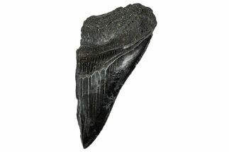 Partial Fossil Megalodon Tooth - Serrated Edge #327723