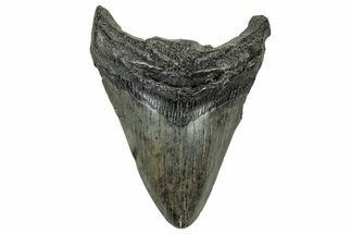 Fossil Megalodon Tooth - South Carolina #327727