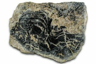 Polished Petrified Wood Limb Round - Indonesia #329225