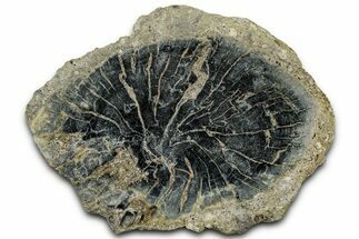 Polished Petrified Wood Limb End-Cut - Indonesia #329281