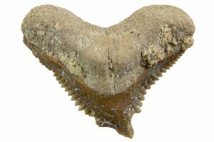 Carcharias (Extinct Sand Tiger) Shark Tooth - Eocene (#3426) For