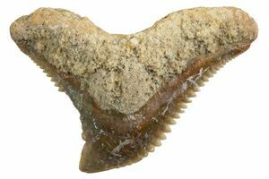 FOMAREammoアルステイクTETORAハルカミライ奥歯'sCD 1.2