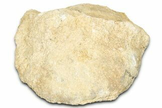 Unprepped Jurassic Sea Urchin (Clypeus) Fossil - England #325951