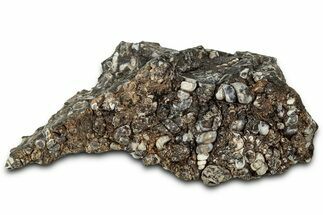 Fossil Freshwater Snails (Elimia) In Limestone - Wyoming #327022