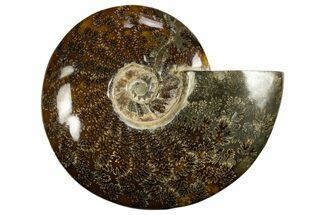 Polished, Agatized Ammonite (Cleoniceras) - Madagascar #327686