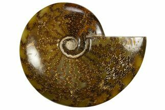 Polished, Agatized Ammonite (Cleoniceras) - Madagascar #327693