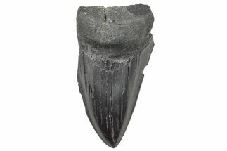 Partial Megalodon Tooth - South Carolina #320701