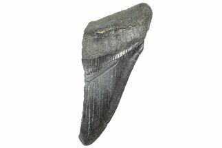 Partial, Fossil Megalodon Tooth - South Carolina #327720