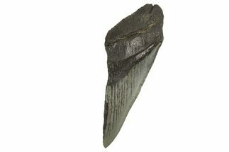 Partial, Fossil Megalodon Tooth - South Carolina #321291
