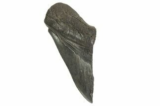 Partial Fossil Megalodon Tooth - Serrated Edge #327702