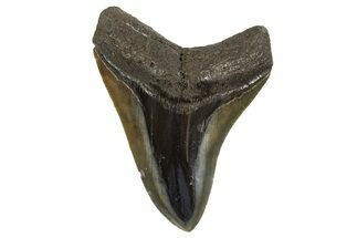 Fossil Megalodon Tooth - Polished Blade #321120